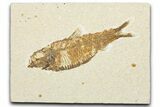 Detailed Fossil Fish (Knightia) - Wyoming #343657-1